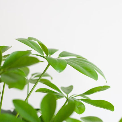 Schefflera Arab Nora med Viber grå plantepotte - ↕70cm - Ø21