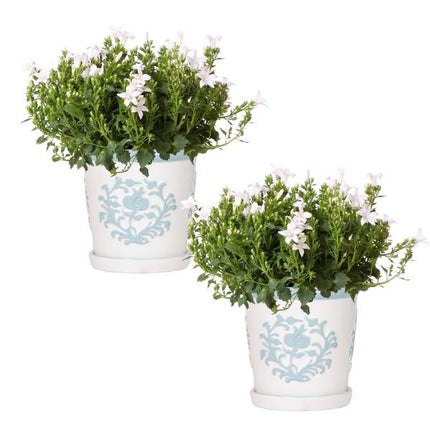 Campanula Addenda Ambella White in Malaga decorative pots - Ø12cm - 2x