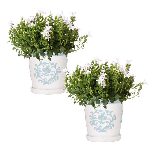 Campanula Addenda Ambella Blanca en macetas decorativas de Málaga - Ø12cm - 2x
