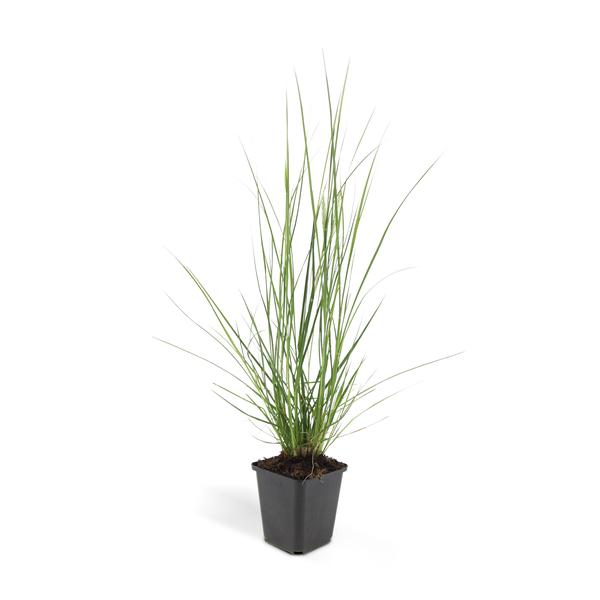 Pennisetum Alopecuroides 'Hameln' - Lampenpoetsersgras - ↕10-25cm - Ø9cm - Siergras - 40x