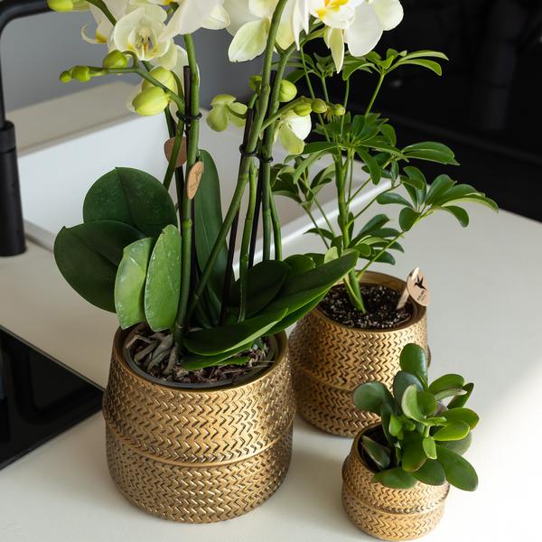 Oranje Phalaenopsis orchidee Las Vegas in gouden Groove sierpot - Ø12cm