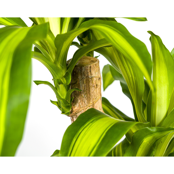 Dracaena Fragrans Massangeana - ↕80cm - Ø19cm - Drakenplant