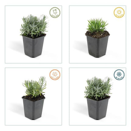 Lavandula 'Hidcote' - ↕10-25cm - Ø9cm - Lavanda - Pianta da bordura - 60x