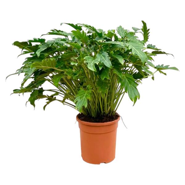 Philodendron Xanadu - ↕80cm - Ø30cm