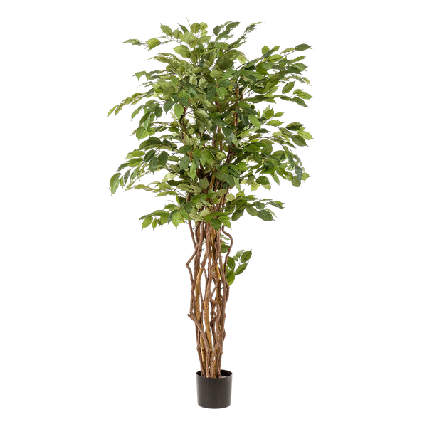 Kunstplant - Ficus liana  - Vioolbladplant - ↕170cm