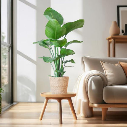 Strelitzia Nicolai con cesta Sofia natural - ↕80cm - Ø21cm