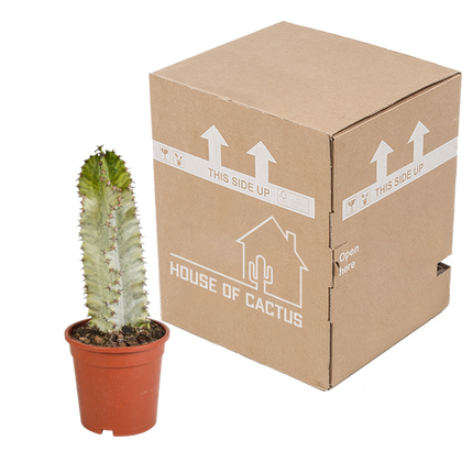 Euphorbia Marmorata - Ø17cm