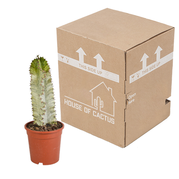 Euphorbia Marmorata - Ø17cm