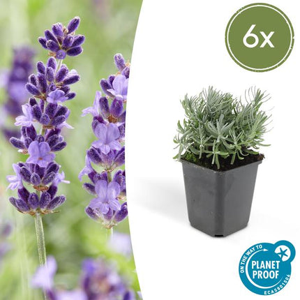 Lavandula 'Hidcote' - ↕10-25cm - Ø9cm - Lavendel - Borderplant - 6x