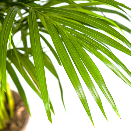 Areca-palme (Dypsis Lutescens) - Gylden palme - ↕110cm - Ø21cm