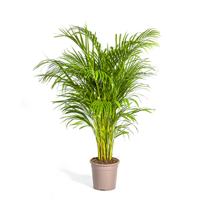 Areca Palm (Dypsis Lutescens) - Goudpalm - ↕140cm - Ø24cm