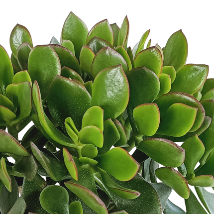 Crassula Minova - Ø17cm