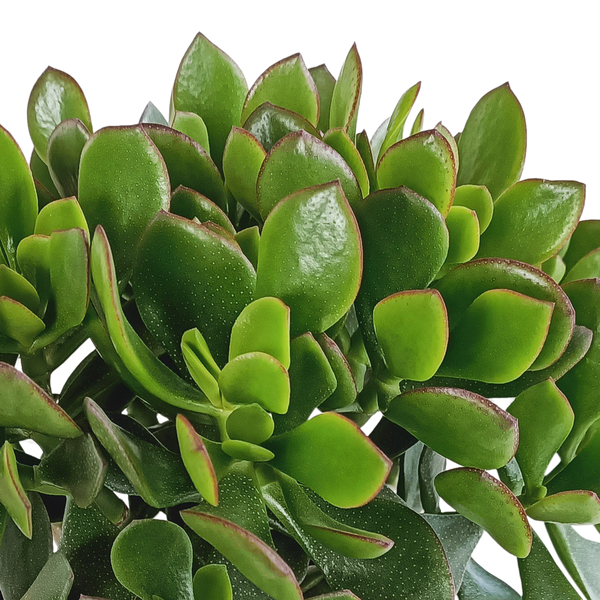 Crassula Minova - Ø17cm
