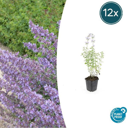 Nepeta 'Walker's Low' - Kattenkruid - ↕10-25cm - Ø9cm - Borderplant - 12x