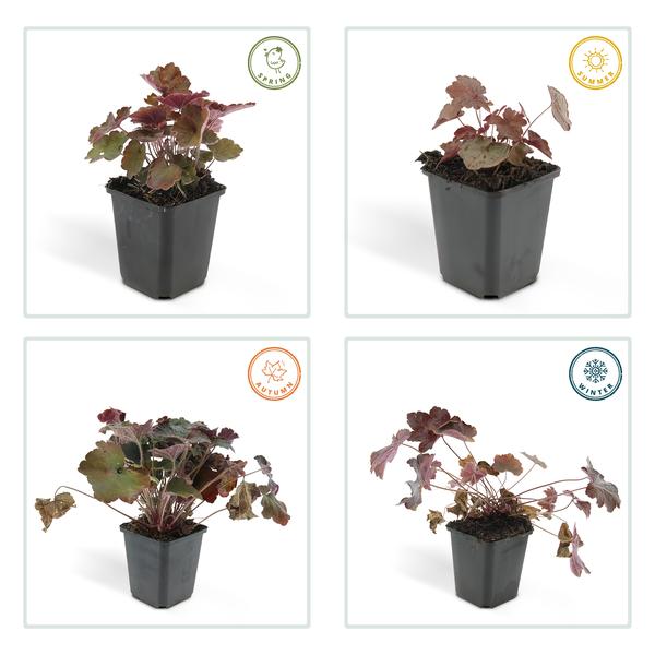 Heuchera Micrantha 'Palace Purple' - Purperklokje - ↕10-25cm - Ø9cm - 40x