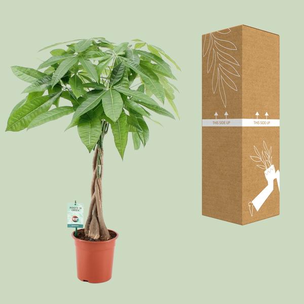 Pachira Aqautica - Geldboom - ↕80cm - Ø19cm