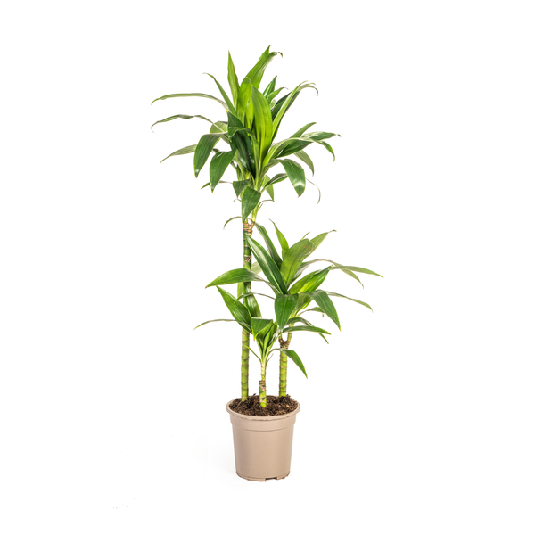 Dracaena Deremensis Lisa - ↕100cm - Ø21cm