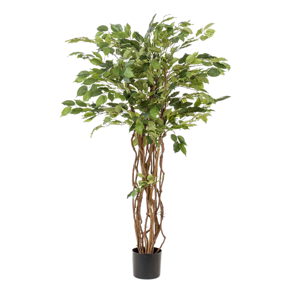 Kunstplant - Ficus liana  - Vioolbladplant - ↕140cm