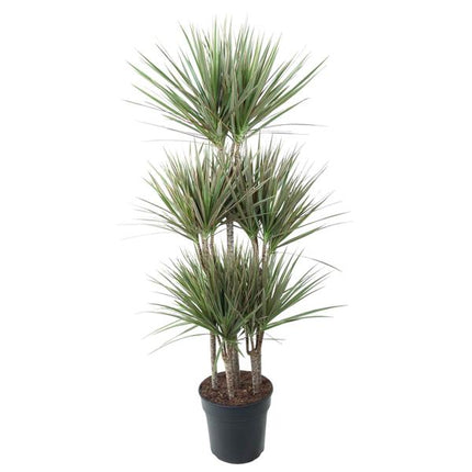 Dracaena Bicolor Carrousel - ↕150 cm - Ø31cm