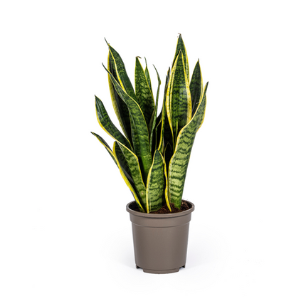 Sansevieria Trifasciata Futura Superba – Schwiegermutterzunge – ↕50–55 cm – Ø17 cm