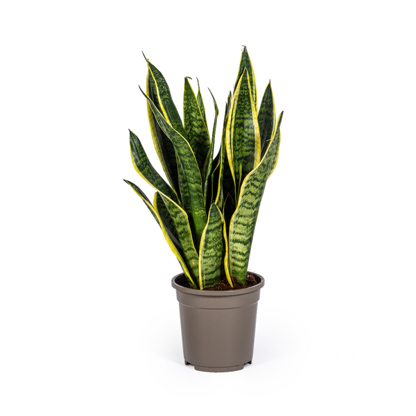 Sansevieria Trifasciata Futura Superba - Slangeplante - ↕50-55cm - Ø17cm