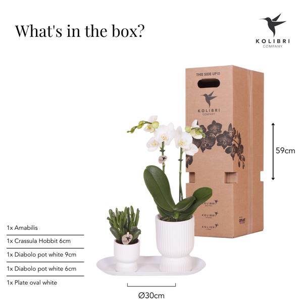 Plantenset Love wit small - Groene planten met witte Phalaenopsis orchidee in witte sierpotten op wit dienblad