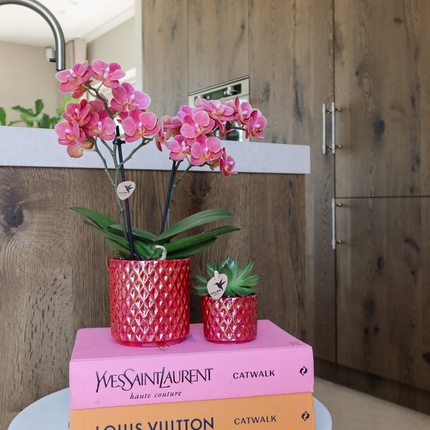 Orchidea Phalaenopsis rossa Congo + Vaso Pearl rosso - Ø9cm - Pianta da interno fiorita