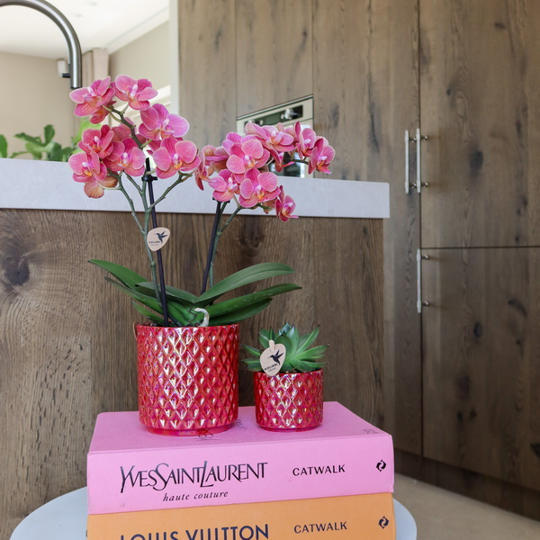Red phalaenopsis orchid Congo + Pearl Pot red - Ø9cm - Flowering houseplant