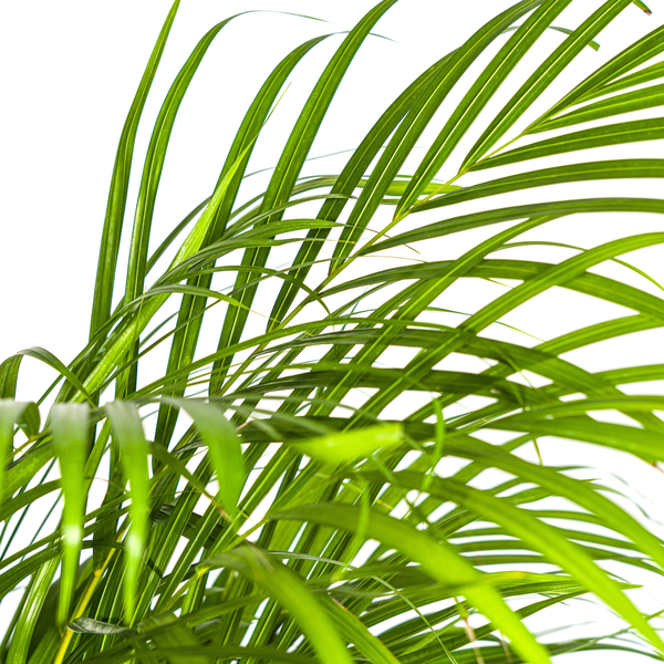 Areca Palm (Dypsis Lutescens) - Goudpalm - ↕140cm - Ø24cm
