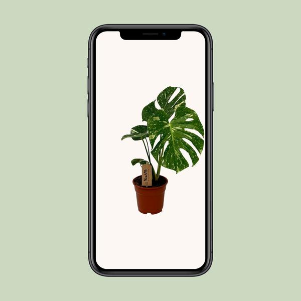 Monstera Deliciosa - ↕50cm - Ø17cm - Gatenplant