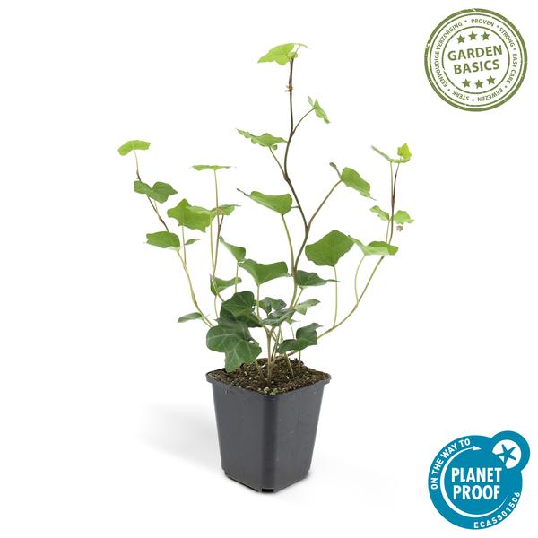Hedera Hibernica - ↕10-25cm - Ø9cm - 12x - Klimop - Bodembedekker