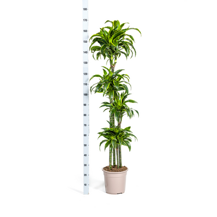Dracaena Deremensis Dorado - ↕180cm - Ø27cm