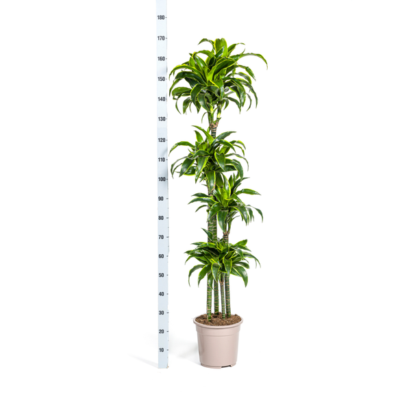 Dracaena Deremensis Dorado - ↕180cm - Ø27cm