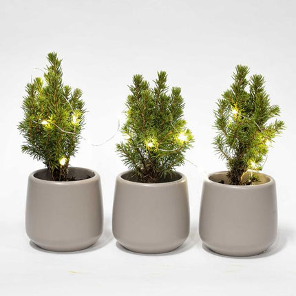 Mini sapin de Noël (lot de 3) - Comprend 3 sapins Joey gris en pot et 20 guirlandes lumineuses LED.