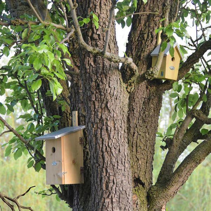 Nichoir d'observation - Maison d'oiseaux - Oiseaux et animaux de jardin