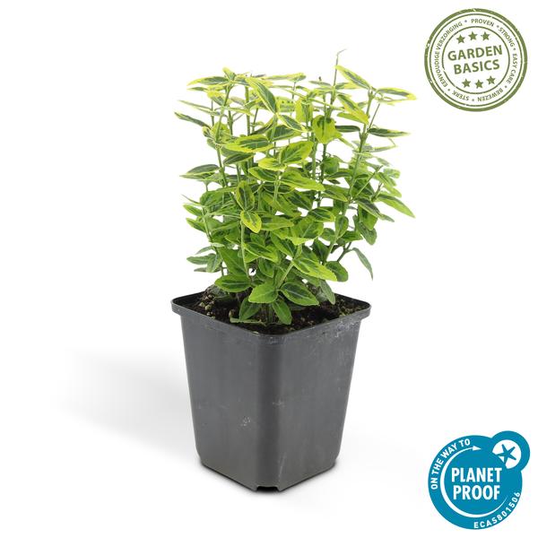 Euonymus Fortunei 'Emerald 'n Gold’ - Japanse Kardinaalsmuts - ↕10-25cm - Ø9cm - Bodembedekker - 40x