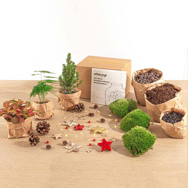 Kit de terrario para plantas - Mini árbol de Navidad - 3 plantas - Kit de recarga y de inicio - Navidad DIY