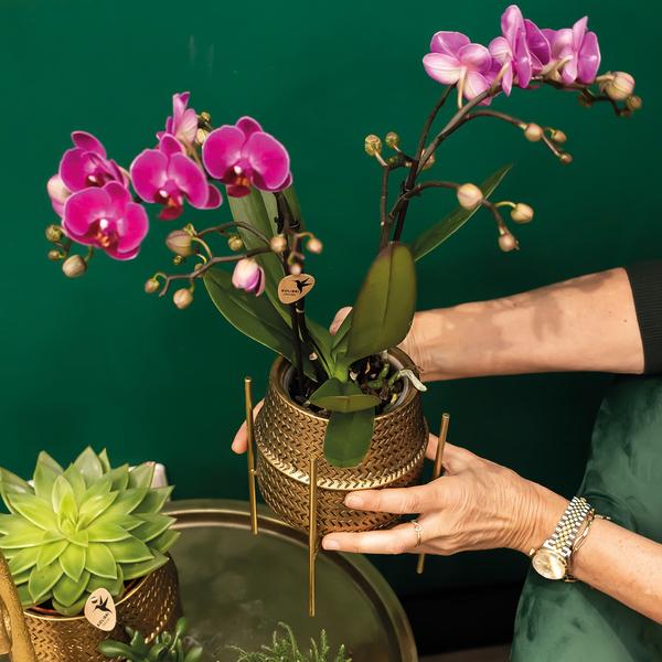Roze Phalaenopsis orchidee – Treviso in Groove pot goud – Ø12cm – ↕35cm - Bloeiende kamerplant in bloempot