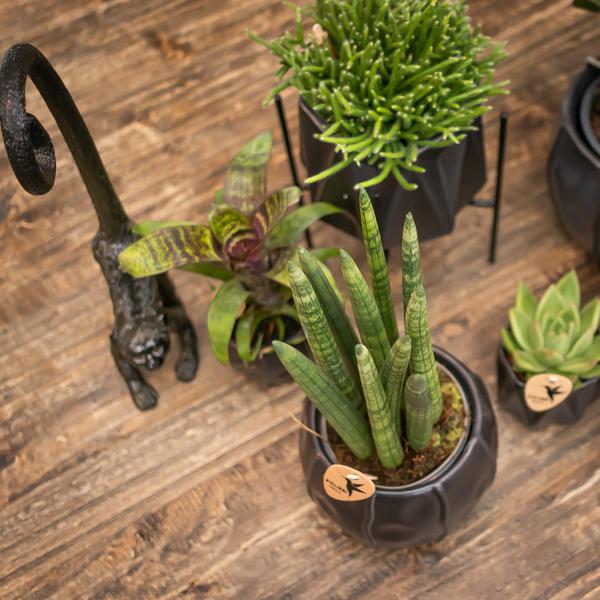 Kolibri Home | Ornament - Decoratie beeld Monkey long tail - Black
