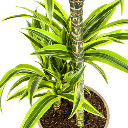 Dracaena Deremensis Lemon Lime - ↕100cm - Ø21cm