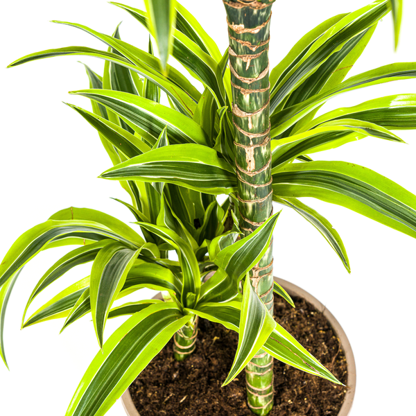 Dracaena Deremensis Lemon Lime - ↕100cm - Ø21cm
