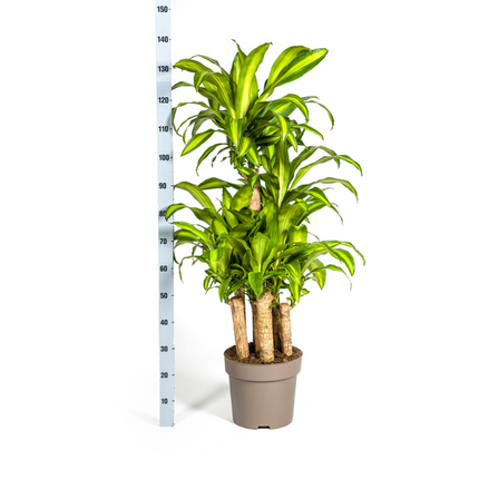 Dracaena Fragrans Massangeana Karussell - Dragon plant - ↕140cm - Ø30cm