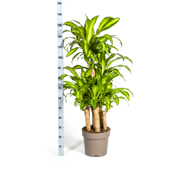 Dracaena Fragrans Massangeana Karussell - ↕140cm - Ø30cm - Drakenplant