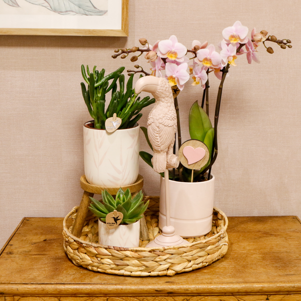 Gift set Love pink - Plantenset met roze Phalaenopsis Orchidee en Succulenten incl. keramieken sierpotten