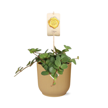 Peperomia 'Hope' in yellow elho Vibes Fold - ↕20cm - Ø14cm