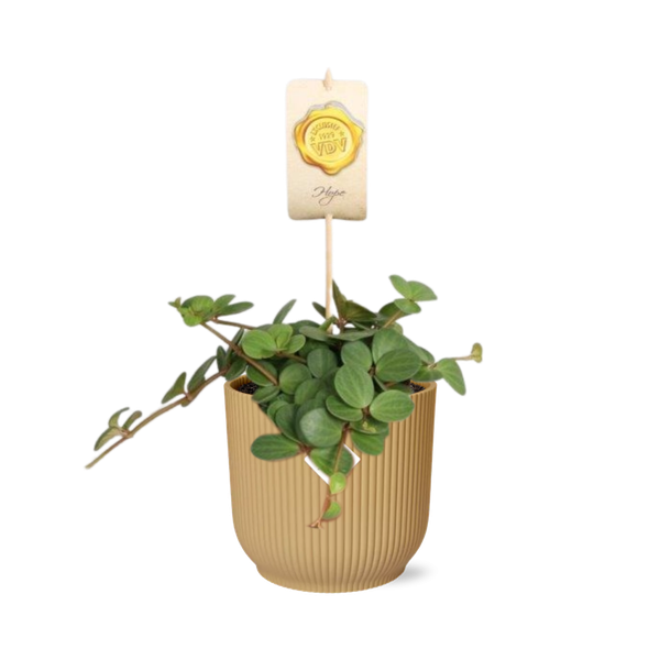 Peperomia ‘Hope’ in gele elho Vibes Fold - ↕20cm - Ø14cm