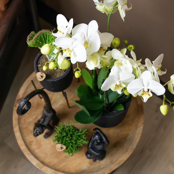 Kolibri Home | Ornament - Decoratie beeld Monkey long tail - Black