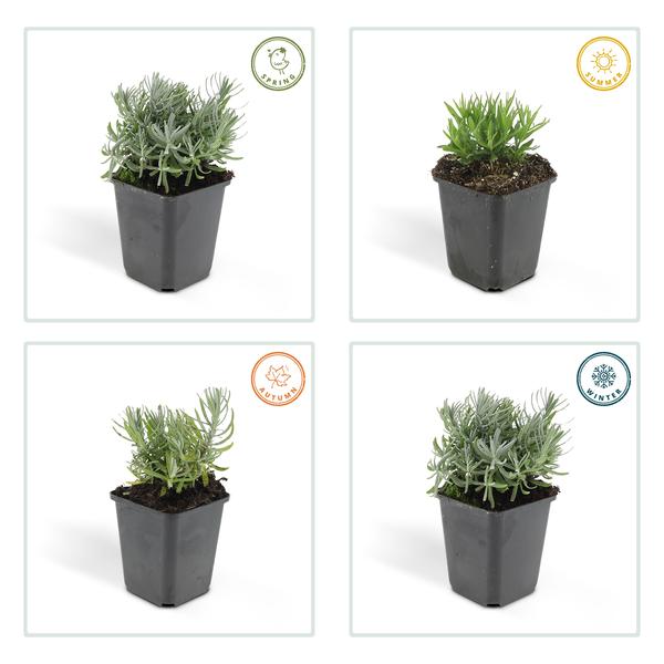 Lavandula 'Hidcote' - ↕10-25cm - Ø9cm - Lavendel - Borderplant - 6x
