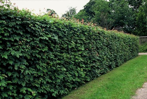 Acer Campestre - Veldesdoorn - blote wortel - ↕40-60cm - 25x