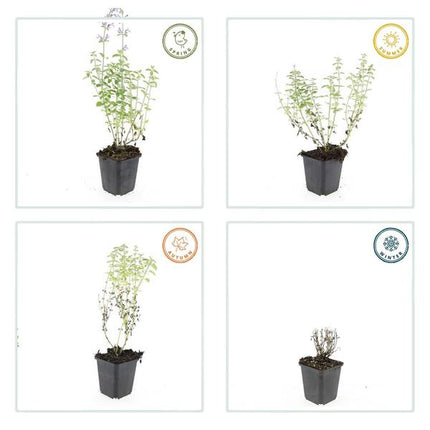 Nepeta 'Walker's Low' - Kattenkruid - ↕10-25cm - Ø9cm - Borderplant - 12x